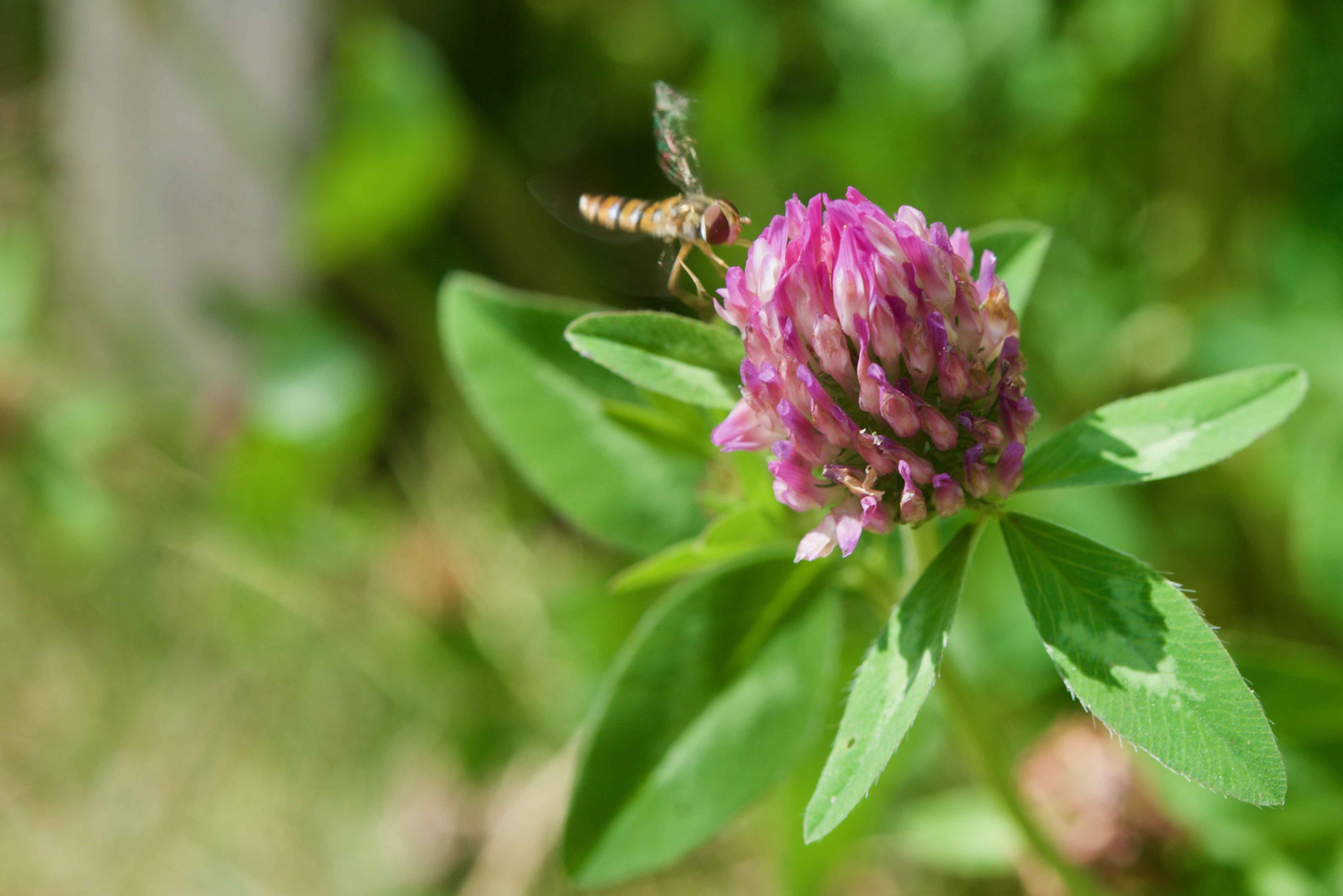 Image Title My Image