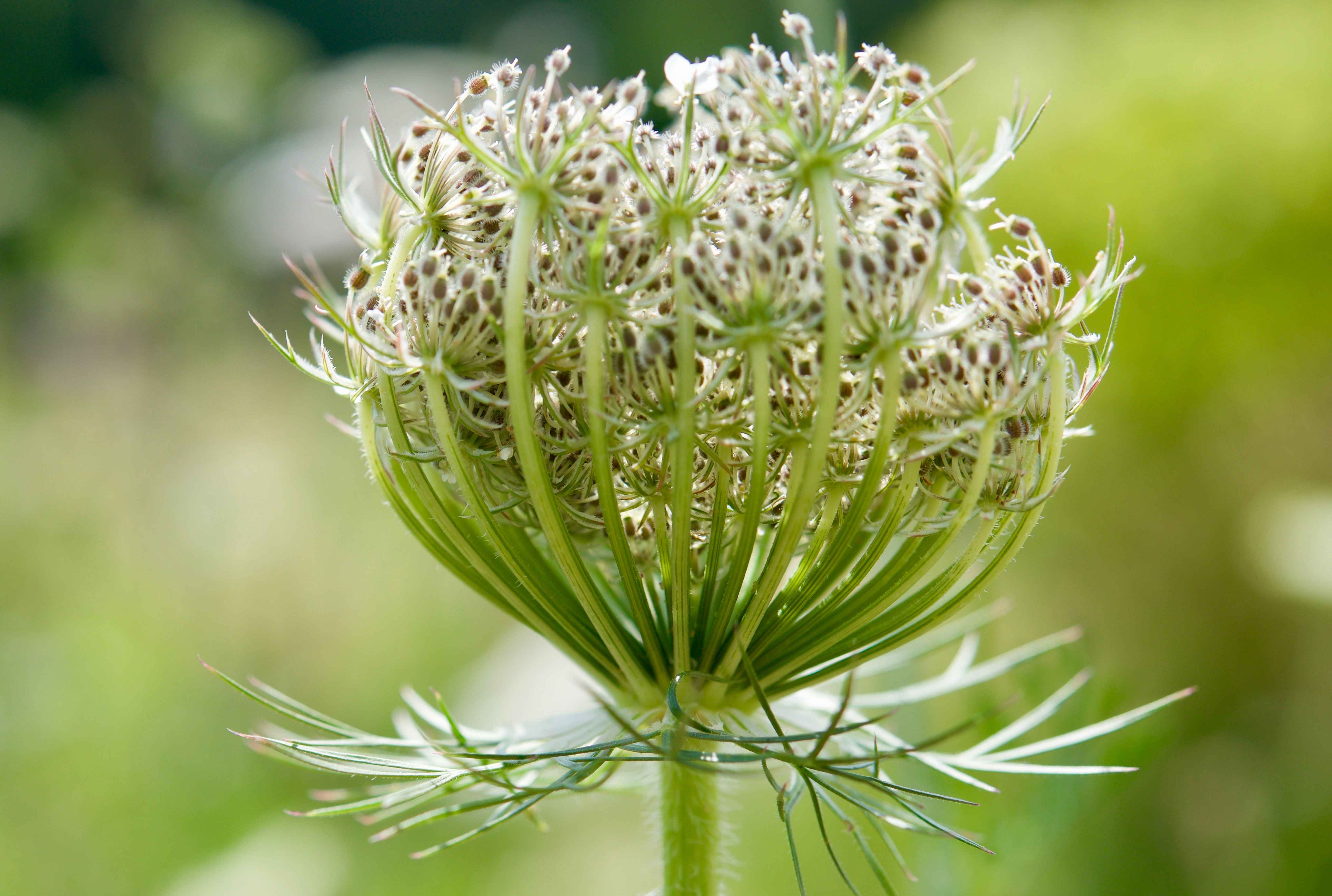 Image Title My Image