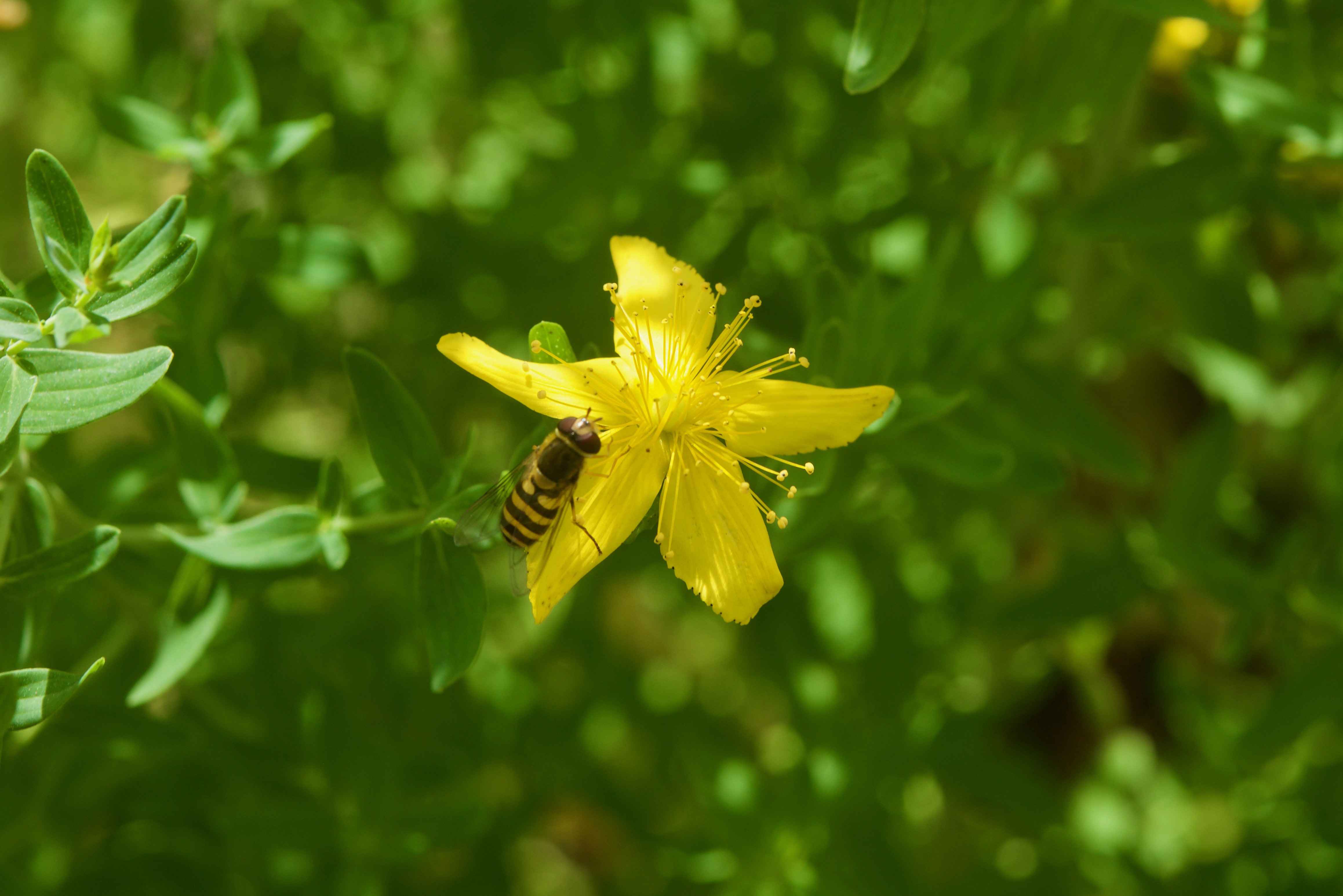 Image Title My Image