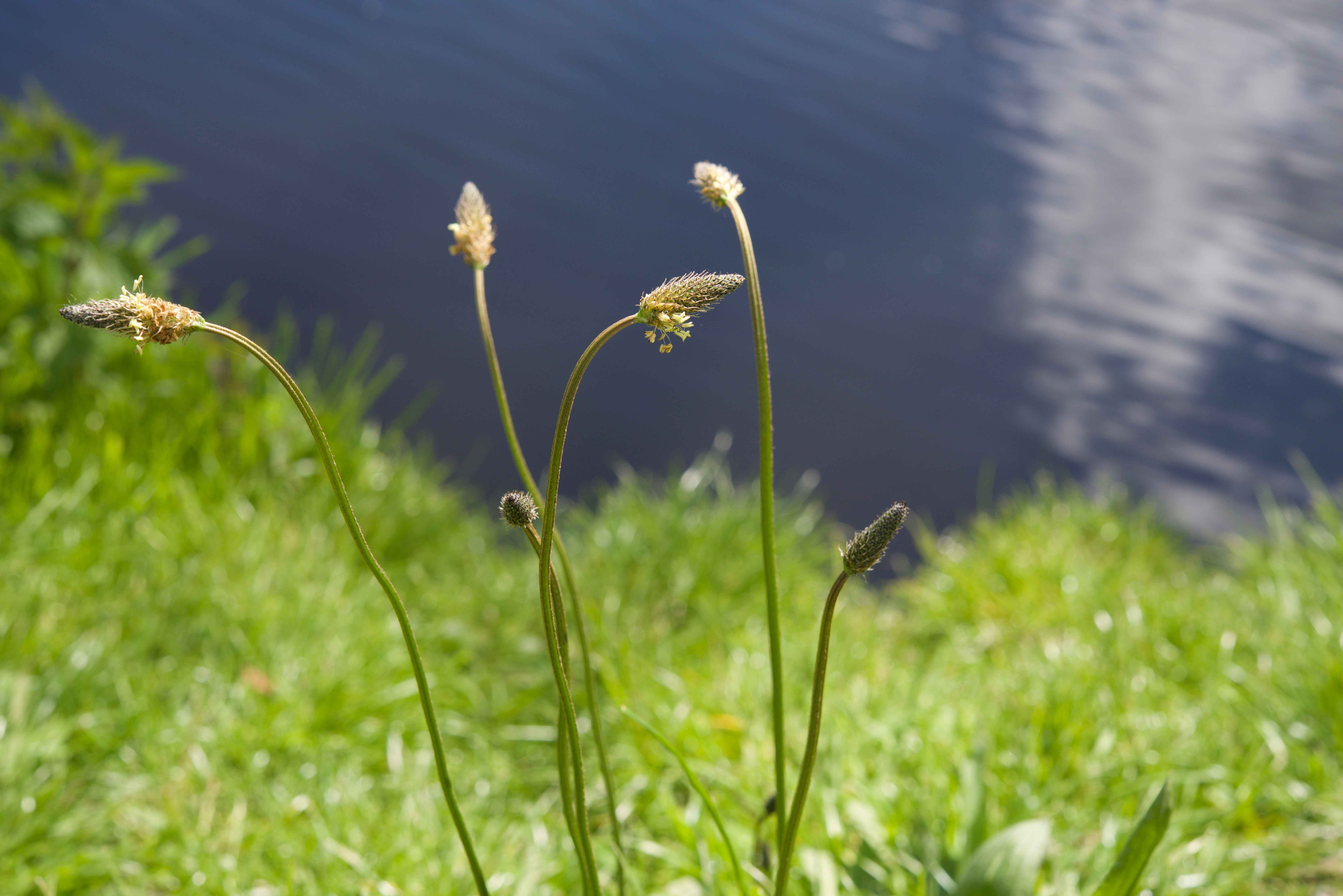 Image Title My Image