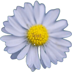 Image Title My Image